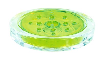 Sydney clear kiwi